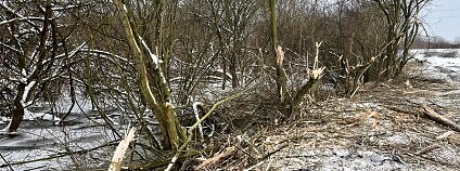 mokřad Žabák Foto: Lysá nás spojuje