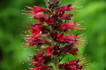 Hadinec červený, v našich končinách kriticky ohrožený druh, je v létě v Tušsku téměř "všude, kam se podíváte".