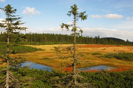 V Krkonoších jsou k vidění dva typy rašelinišť. Úpskému nebo Pančavskému rašeliništi se říká vrchoviště. Lesní rašeliniště najdete na Černé hoře (na snímku). Kromě jezírek s vodou jsou v rašeliništi taky kopečky - bulty, tvořené hustě narostlými rašeliníky.