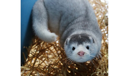 Nezachránili jste ho. Posíláte ho dál na východ.