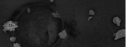 foto: dustparticleatlas.gli.cas