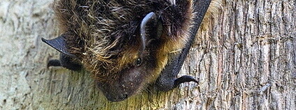 Zatímco netopýr černý, ušatý, vodní a velký zimují v regionu pravidelně, netopýr severní a dlouhouchý patří mezi méně obvyklé druhy.