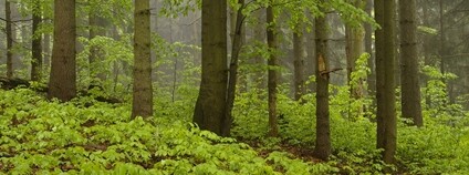 Smíšený les s bukovým podrostem v Krkonoších Foto: Kamila Antošová KRNAP