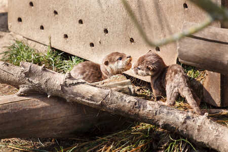 Chovatelům v pražské zoo se jako prvním v kontinentální Evropě podařilo rozmnožit vydry hladkosrsté. Ilustrační foto.
