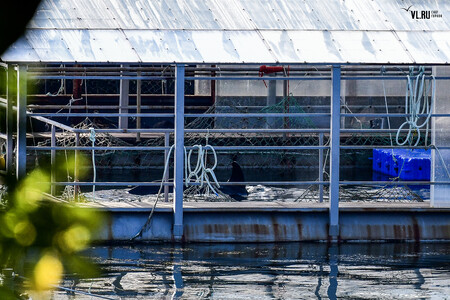 Ruská prokuratura aktuálně vyšetřuje případ možného nelegálního obchodování s mořskými živočichy.