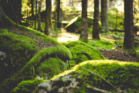 Majitelé lesů by se měli chovat zodpovědně a o své lesy se řádně starat. Pomoci jim má odborný lesní hospodář. Ilustrační snímek.