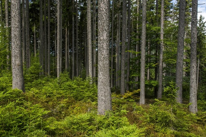 Krkonošský les.