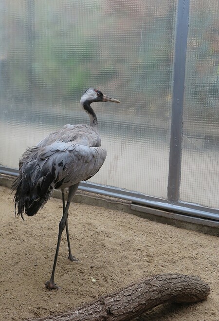 Odchycený jeřáb popelavý stráví zimu v záchranné stanici pro živočichy.
