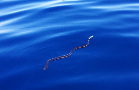 Mořští hadi nejsou právě nejlepšími plavci, ale mají výdrž. Za osm milionů let, tedy od doby, kdy jako specializovaná živočišná skupina vznikli, se dokázali rozšířit napříč Tichým a Indickým oceánem a narazíme na ně od Japonska po Nový Zéland, od Jižní Afriky po střední Ameriku.