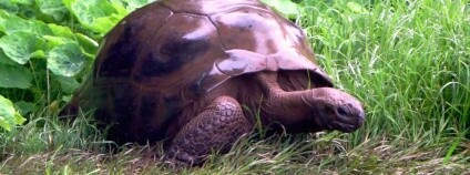 Jonathan Foto: David Stanley Flickr