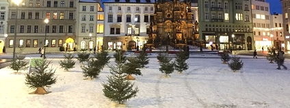 Vánoční stromky, které by jinak skončily u kontejnerů, přinášeli pořadatelům akce samotní obyvatelé.
