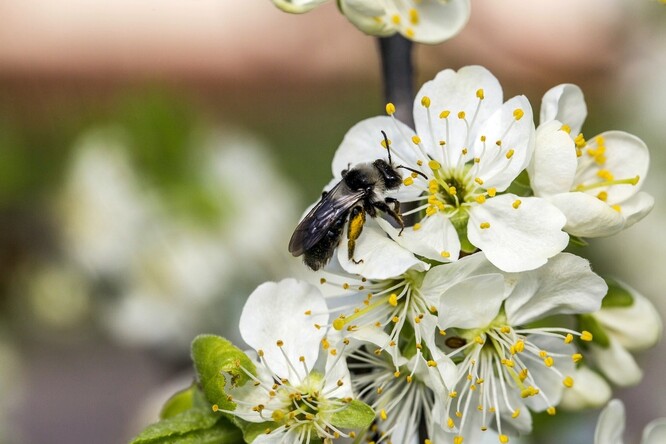 Tento druh samotářské včely z čeledi ploskočelkovitých při letmém pohledu zaměníte za včelu medonosnou. Liší se však od ní kouřově zbarvenými křídly, tmavým zbarvením i štíhlejšími proporcemi těla.
