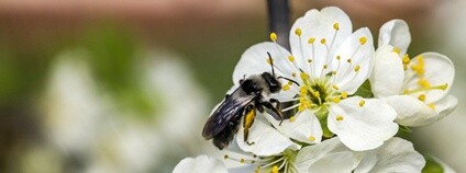Samotářská včela Foto: Kamila Antošová Správa KRNAP