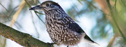 Foto: Jyrki Salmi / Wikimedia Commons