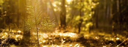 foto: Stephan Schultz / Flickr