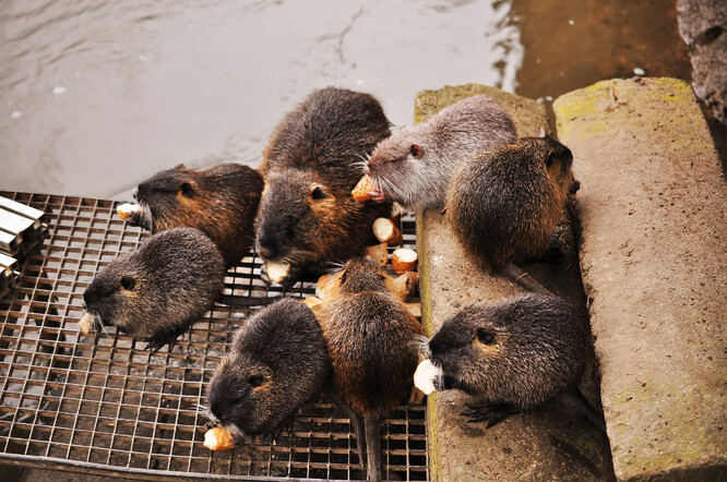 Porodnost nutrií je poměrně vysoká, úmrtnost nízká. V kombinaci s intenzivním přikrmováním je tedy populační boom pochopitelný.