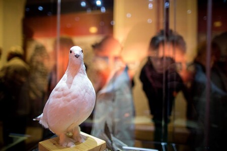 Zoologické oddělení Moravského zemského muzea má stálou expozici v Biskupském dvoře, největší sbírku exponátů má ale v budišovském zámku u Třebíče, který je veřejnosti přístupný od května do září.