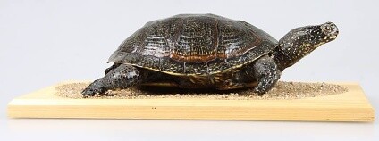 Návštěvníci uvidí například nejmenší opičky světa, ještěry, plazy, pavouky, želvy a malý mořský svět. / ilustrační foto