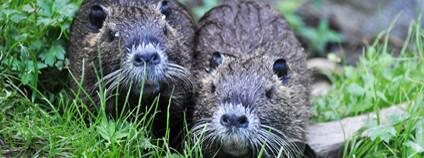 Foto: Kateřina Hlavatá / Flickr