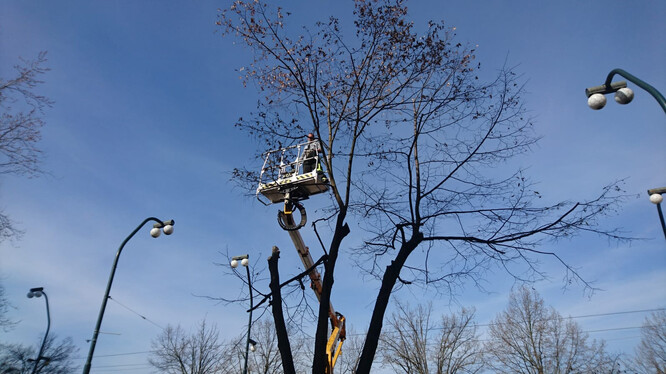 Dnes se u Karlových lázní v prostoru plánovaného náměstíčka kácí lípa.