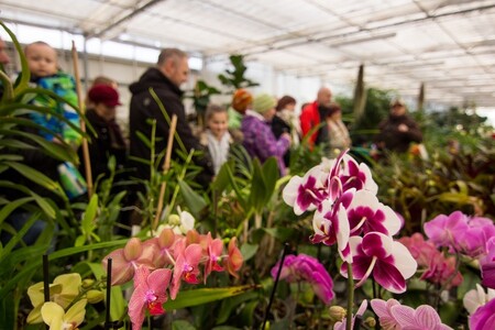 Pěstební skleníky (na obrázku) se letos v ZOO Ostravě letos otevřou dříve. Návštěvníci mohou během prohlídky vidět a v případě zralosti i ochutnávat různé tropické plody či aromatické byliny. Mohou to být například plody nízké odrůdy banánovníku Musa, citrusů jako jsou pomeranč, mandarinka, tahitský lajm, limetka či kumquat nebo kávovníku arabského.