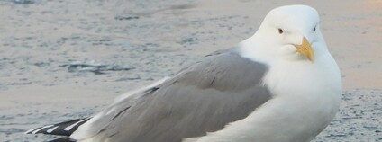 Racek PKHU Foto: Jiří Šafránek