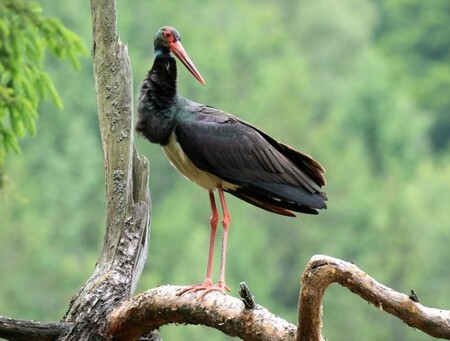 Čáp černý patří k silně ohroženým druhům.