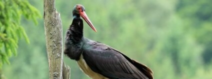 Foto: Václav Sojka / NP České Švýcarsko