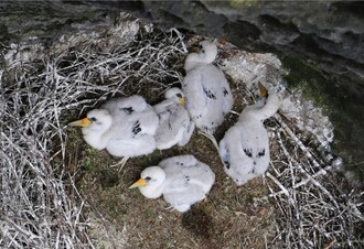 Jeden čapí pár vyvedl mláďat pět, což je v Českém Švýcarsku rekordní číslo.