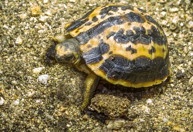 Želva pavoukovitá.