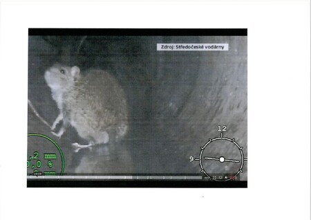 Hlodavců přibylo, Středočeské vodárny spotřebovaly na deratizaci meziročně o čtyři procenta víc nástrah, dohromady téměř čtyři tuny.