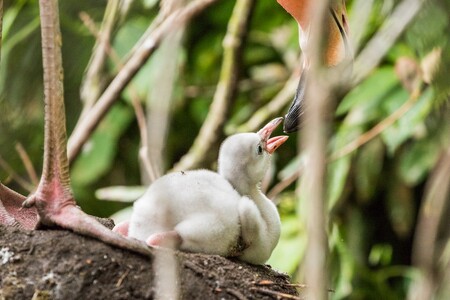 Zatím přišlo na svět pět mláďat (na obrázku) a ošetřovatelé počítají s tím, že dalších osm by se ještě mělo vylíhnout.
