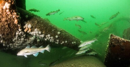 Potopené konstrukce. Ideální domov pro mořské živočichy?