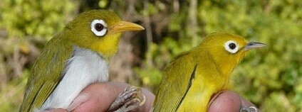 foto: Sutathu / youtube.com