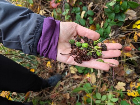 Jedním z řešení může být zakládání takzvaných školních lesů.