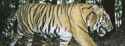 Foto:  Matt Struebig / sciencedaily.com