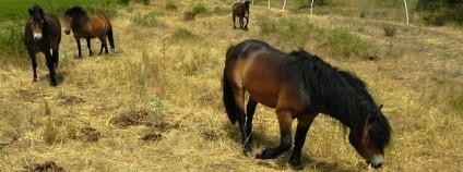 Foto: Robert Stejskal / Správa Národního parku Podyjí