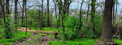 Foto: Tomáš Ledvoň