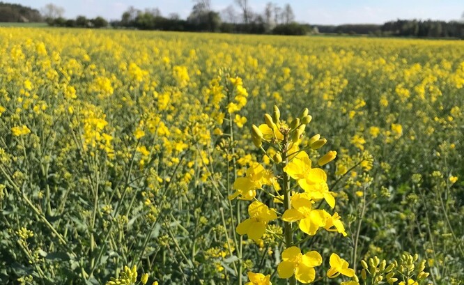 Řepka olejka v Polabí. Řepka olejka v Polabí.