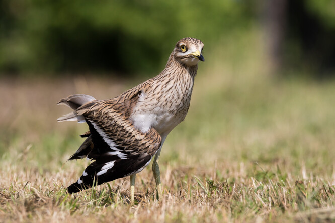 "Dytík úhorní není nikde v Evropě úplně běžný druh. Obývá stepní krajinu a má typické, obrovské oči pro noční vidění, také se ozývá silným křikem. Na našem území je v současné době evidován jediný divoký exemplář," uvedl kurátor Suvorov.
