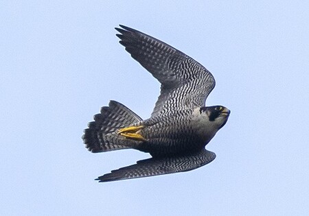V Národním parku České Švýcarsko letos úspěšně zahnízdil jen jeden z sedmi místních sokolích párů.