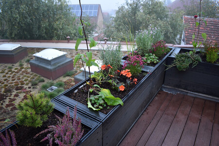 Další z plzeňských základních škol by mohla dostat zelenou střechu. / Ilustrační foto