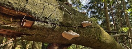 Mrtvý strom Foto: Forstbetrieb Fichtelberg Flickr