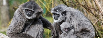 foto: Petr Hamerník / Zoo Praha