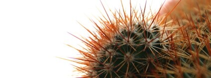 Kaktus Foto: arjenvr Flick