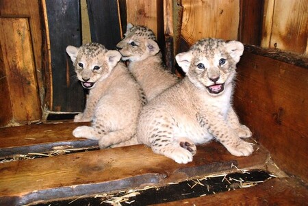 Zoo na narození lvíčat (na obrázku) čekala 40 let, podařilo se to až v roce 2016. Nyní v přírodním výběhu, kde lvy dělí od návštěvníků jen vodní příkop a elektrický ohradník, žije otec mláďat, osmiletý Mates, sestra jejich matky Neyla a její sedmiměsíční syn Baqir. Ve volné přírodě už vyhubené berberské lvy chová zoo od roku 2002. Mláďata zůstanou v zoo zhruba do věku 1,5 roku až dvou let, potom pro ně koordinátor chovu najde nové umístění. V zajetí se dožívají až 20 let.