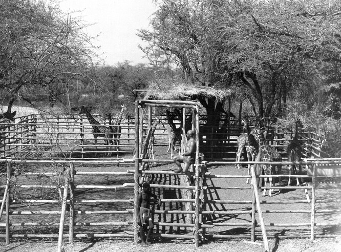 Josef Vágner v Karamodži u tzv. bom, v nichž byla zvířata držena před transportem.