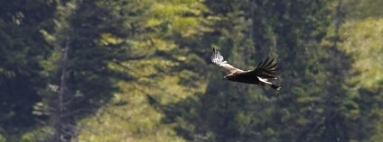 Foto: Ondřej Labaš / Společnost přátel Jeseníků