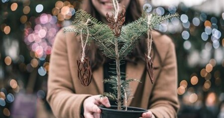 Ekologové v Brně letos dali do prodeje proti loňskému roku podstatně více jedlí bělokorých v květináčích, které jsou alternativou klasického vánočního stromku a které mohou lidé na jaře vysadit v lesích mezi Vranovem a Svinošicemi na Brněnsku.