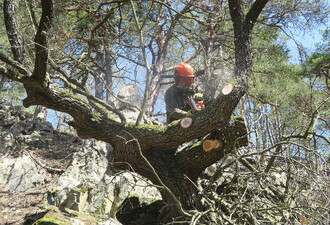 V pařezinách byly ponechávány vysoké pařezy, přechod mezi pařezením a vrškovým hospodařením je nejednou plynulý. Obnova dříve osekávaného dubu.